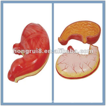 ISO Human Stomach Anatomy Model HR-306